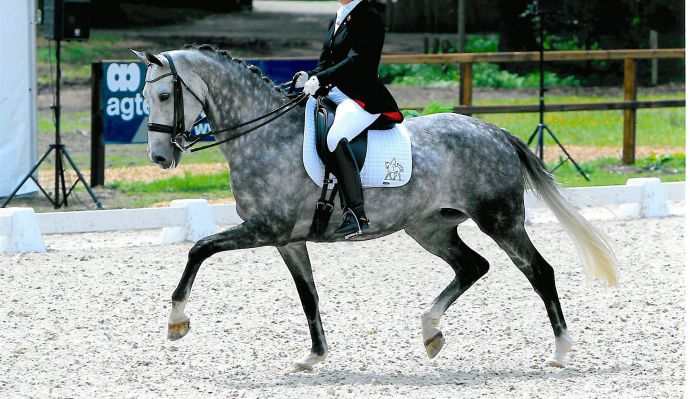 training paard pony