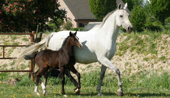 Fokkerij KWPN paarden