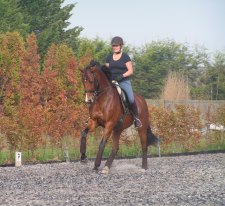 Training van paarden Training